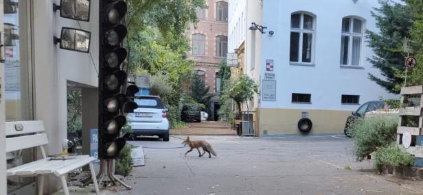 Wildtiere in Wien: Fuchs verirrte sich ins Filmquartier