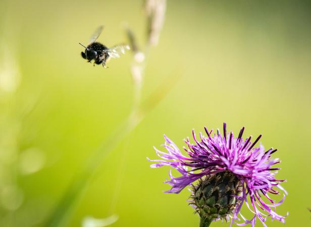 Eine Hummel fliegt auf eine lila Blüte zu.