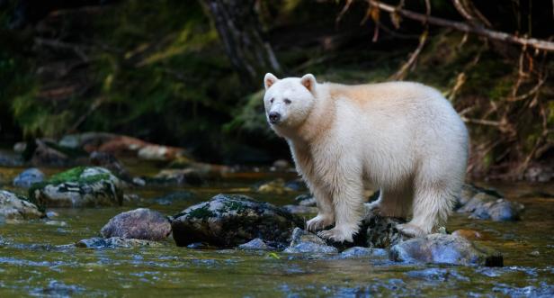 Schwarz, weiß oder braun: Was seltene tierische Farbenspiele bedeuten können