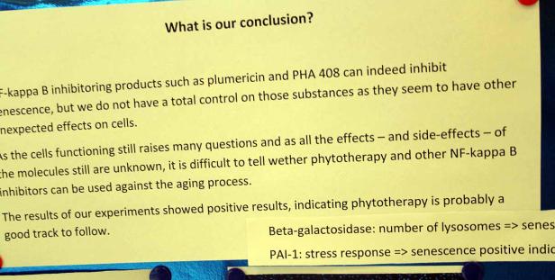 Ein Textauszug über Forschungsergebnisse zu NF-kappa-B-Inhibitoren und deren Auswirkungen auf Zellen.