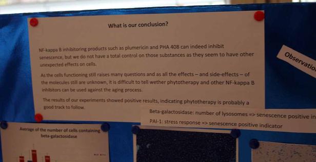 Eine Pinnwand zeigt Forschungsergebnisse zu NF-kappa B Inhibitoren und Seneszenz.