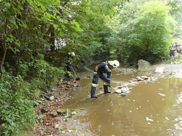 50.000 Liter Gülle ausgetreten: Fischsterben im Anzbach