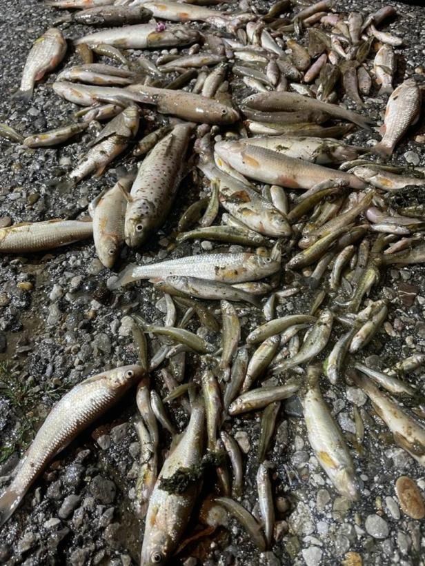 50.000 Liter Gülle ausgetreten: Fischsterben im Anzbach