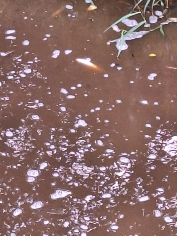 50.000 Liter Gülle ausgetreten: Fischsterben im Anzbach