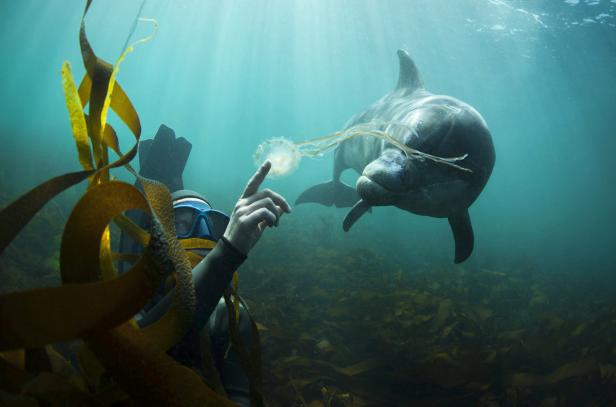 Ein Taucher interagiert mit einer Qualle, während ein Delfin im Hintergrund schwimmt.