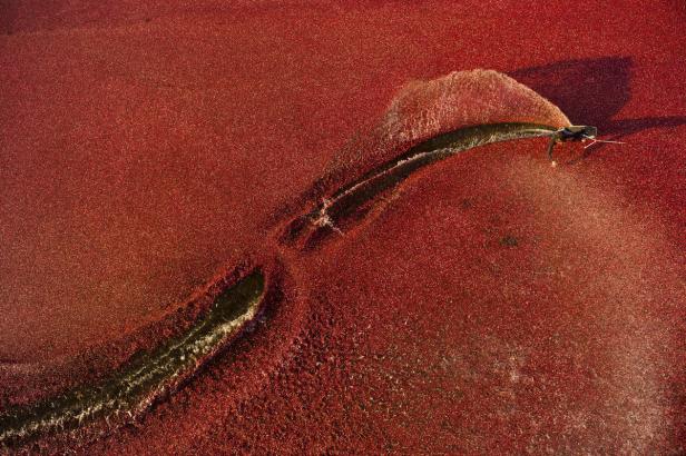 Ein Wakeboarder fährt über eine rote Cranberry-Plantage.