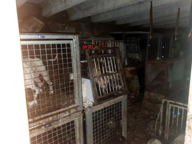 44 Hunde in OÖ aus grausamen Bedingungen befreit: Halter festgenommen