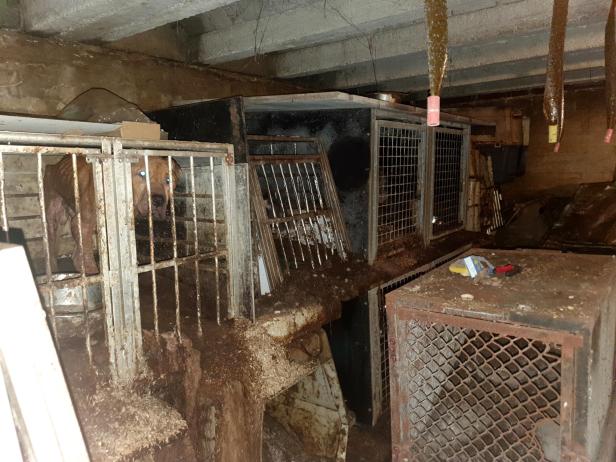 44 Hunde in OÖ aus grausamen Bedingungen befreit: Halter festgenommen