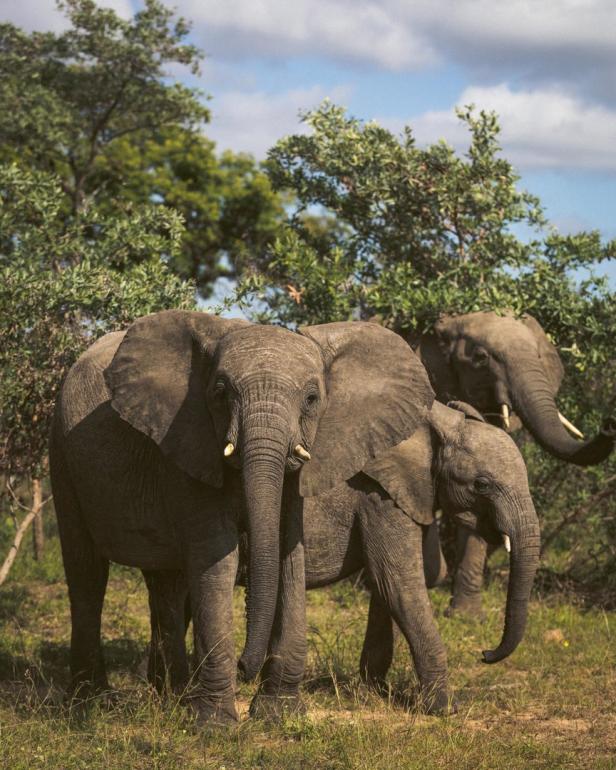 Elefanten: Große Tiere mit noch größeren Gefühlen