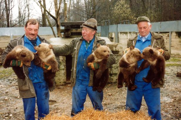 Wolf und Bär sagen gemeinsam Gute Nacht