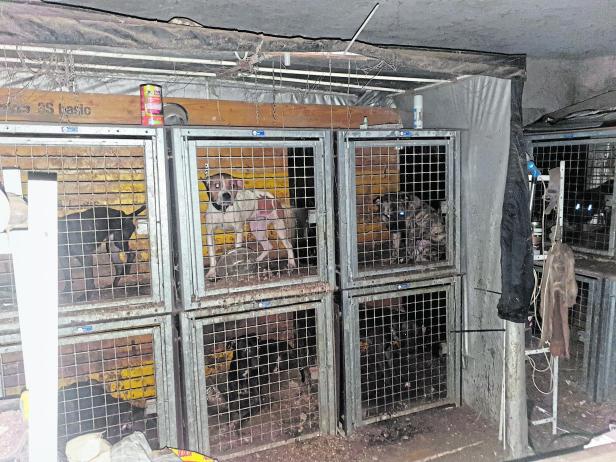 26 Waffen, Drogen und 44 verwahrloste Hunde entdeckt: Verdächtiger in OÖ in U-Haft