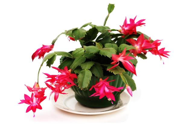 Ein Weihnachtskaktus mit roten Blüten in einem grünen Topf.