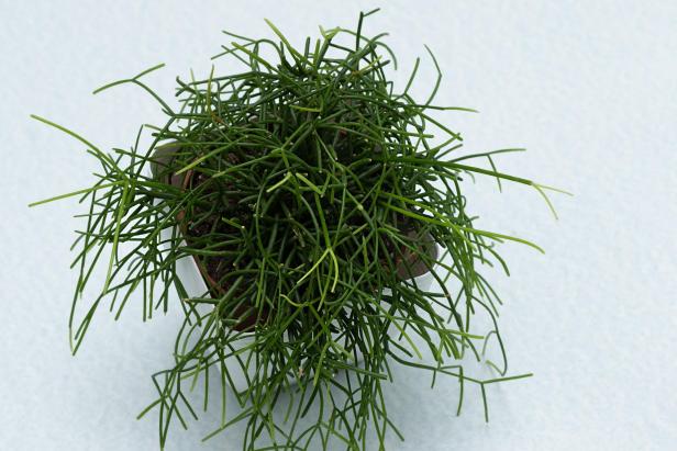 Eine Rhipsalis baccifera Pflanze in einem Topf.