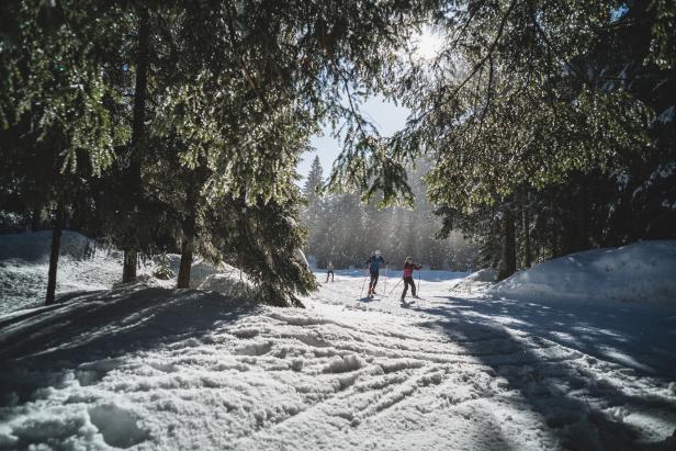 Eine Gruppe von Menschen läuft auf Skiern durch einen verschneiten Wald.