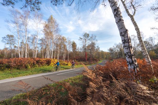Zwei Personen fahren mit Fahrrädern auf einer Straße durch eine herbstliche Landschaft.