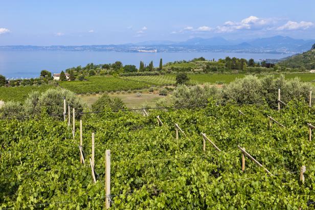 Ein Weinberg mit Blick auf einen See und Berge im Hintergrund.