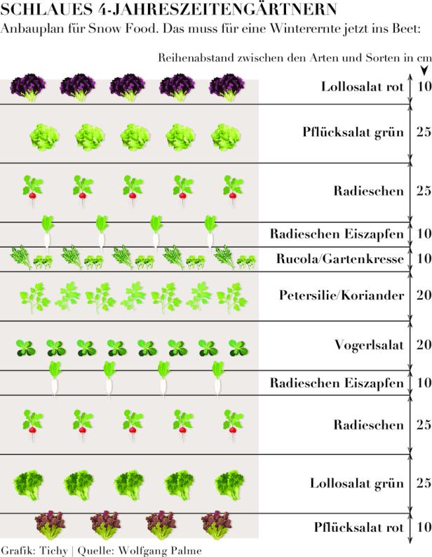 Ein Anbauplan für Wintergemüse mit verschiedenen Salatsorten, Radieschen und Kräutern.