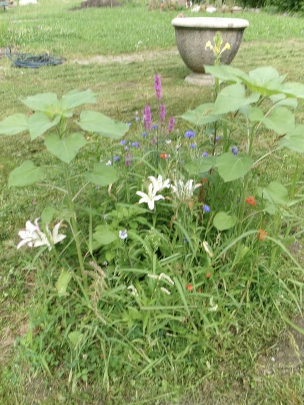 Ein Blumenbeet mit Lilien, Kornblumen und jungen Sonnenblumen im Garten.