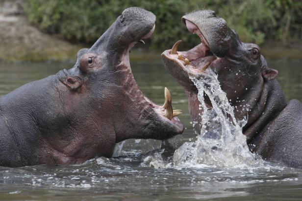 Nashorn-Attacke auf Pflegerin: Wie gefährlich sind Zootiere?