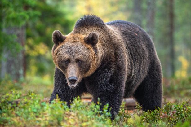 Ein großer Braunbär steht im grünen Wald und blickt aufmerksam nach vorne.