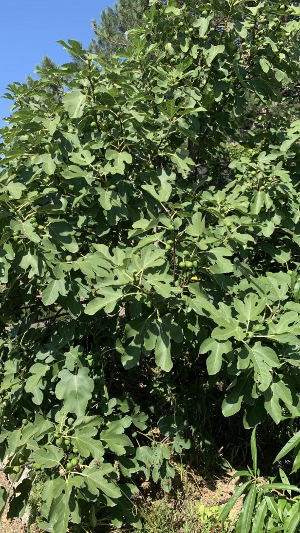 Feigenbaum im Garten