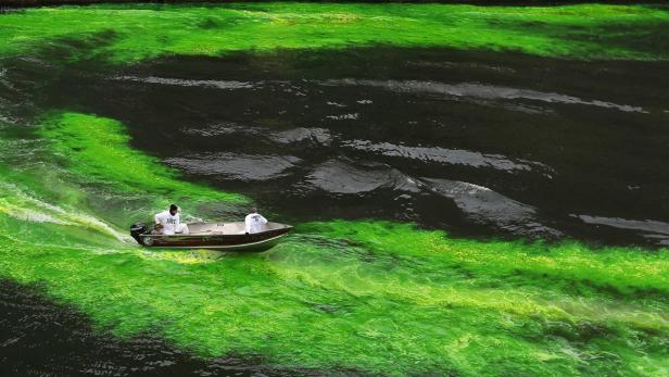 St. Patrick's Day: Wien feiert in grün