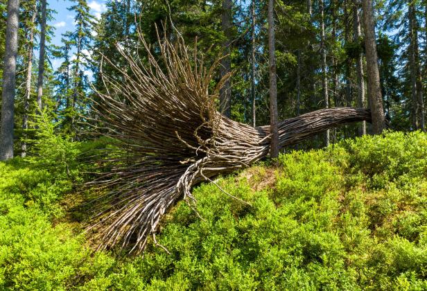 Eine Installation aus Ästen liegt in einem Wald auf einem Hügel.