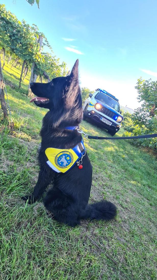 Team fand mit Rettungshund vermisste Frau im Bezirk Krems