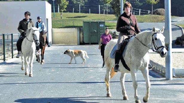 Frisches Blut für die Lipizzaner