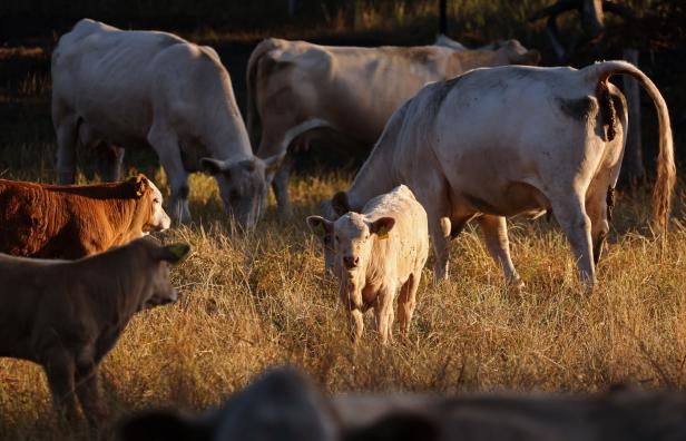 Strengeres Gesetz für Antibiotika in der Tierhaltung