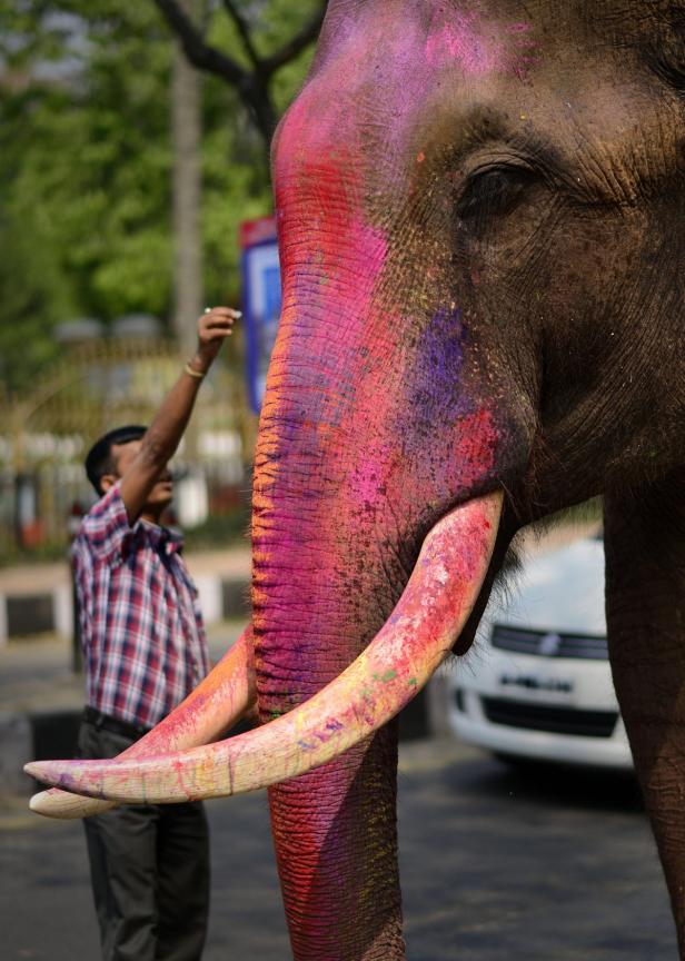 Ein Mann bemalt einen Elefanten mit bunten Farben.