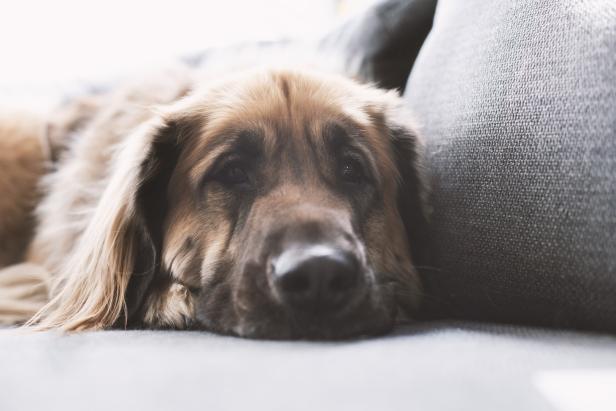 Hund liegt auf der Couch.