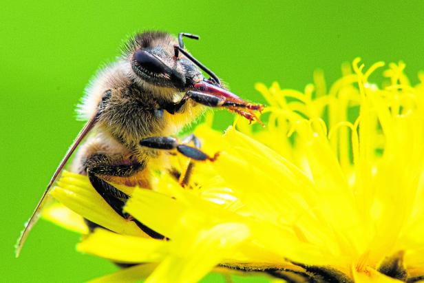 Der Bienen- und Nützlingspfad in Seefeld 