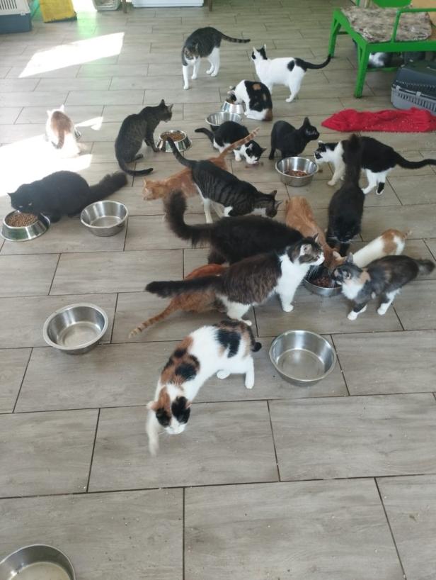 Tiere gehortet: 43 Katzen aus Wohnung in Neunkirchen befreit