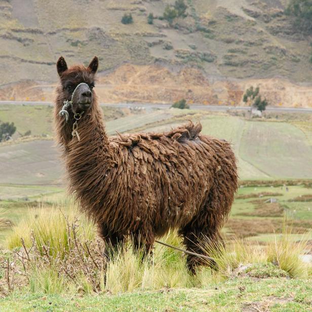 Lama in Peru