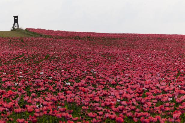 Ein Feld mit blühendem Graumohn im Waldviertel.