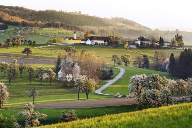 Hügelige Landschaft mit Bauernhöfen und blühenden Bäumen im Morgenlicht.
