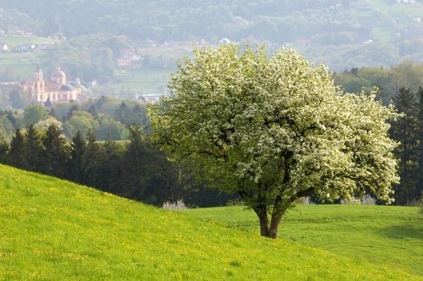 Ein blühender Baum auf einer grünen Wiese mit einem Gebäude im Hintergrund.