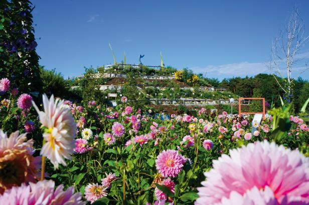 Kittenberger Erlebnisgärten: Gartenanlage mit rosa Blumen im Vordergrund.