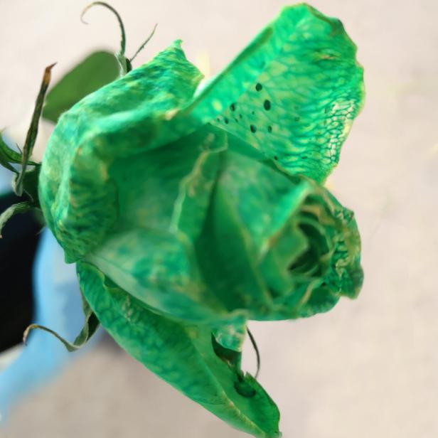 Wie Pflanzen Wasser trinken und dabei Farbe zeigen