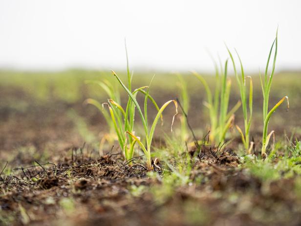 Island: Was Pferde und Knoblauch gemeinsam haben