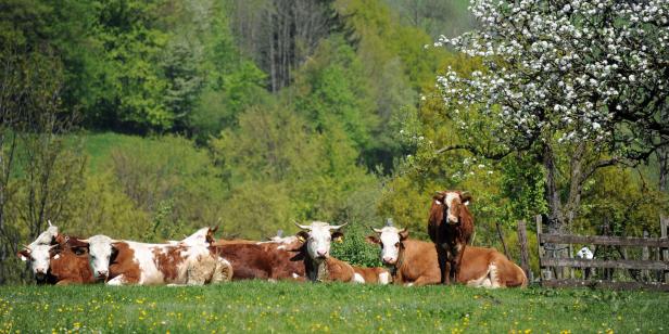 THEMENBILD: LANDWIRTSCHAFT/KUH/MILCH