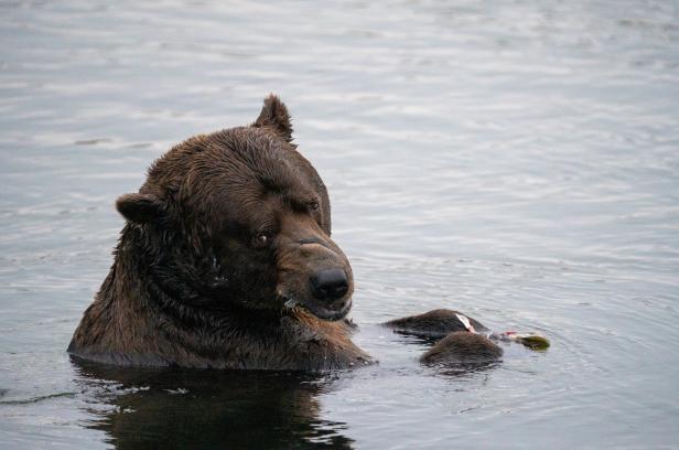 Der fetteste Braunbär Alaskas heißt Grazer