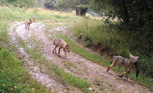 Wolf in Krems unterwegs: Tier ist bereits weitergezogen