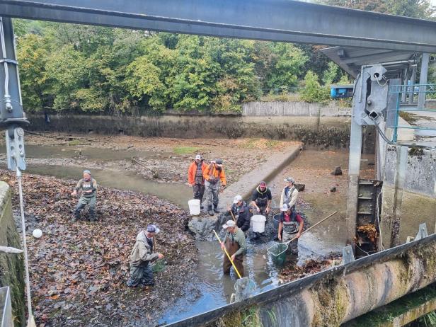 Wehrgrabenkanal in Steyr ohne Wasser: Häuser in Gefahr