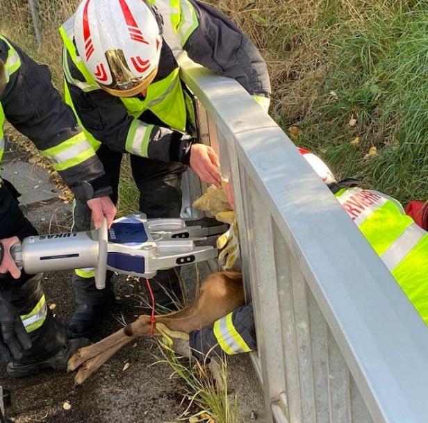 Feuerwehr rettete Reh am Wienerberg mit schwerem Gerät