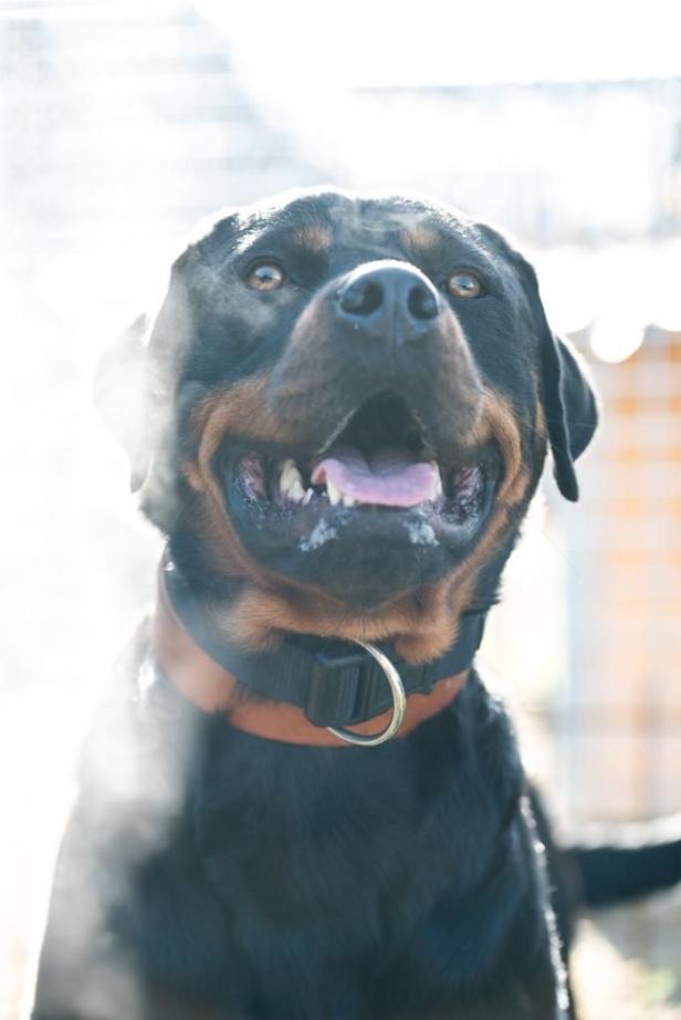 Tödliche Hundeattacke: Erfahrener Trainer arbeitet mit Rottweiler-Hündin