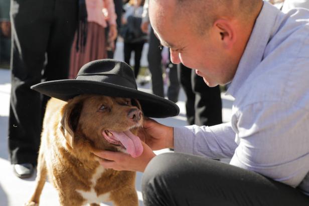 Der älteste Hund der Welt ist gestorben: Bobi wurde 31 Jahre alt