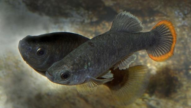 Wiener Biologen entdecken ausgestorben geglaubten Fisch