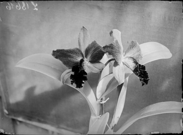 Schwarzweiß-Foto einer alten Schönbrunner Orchidee